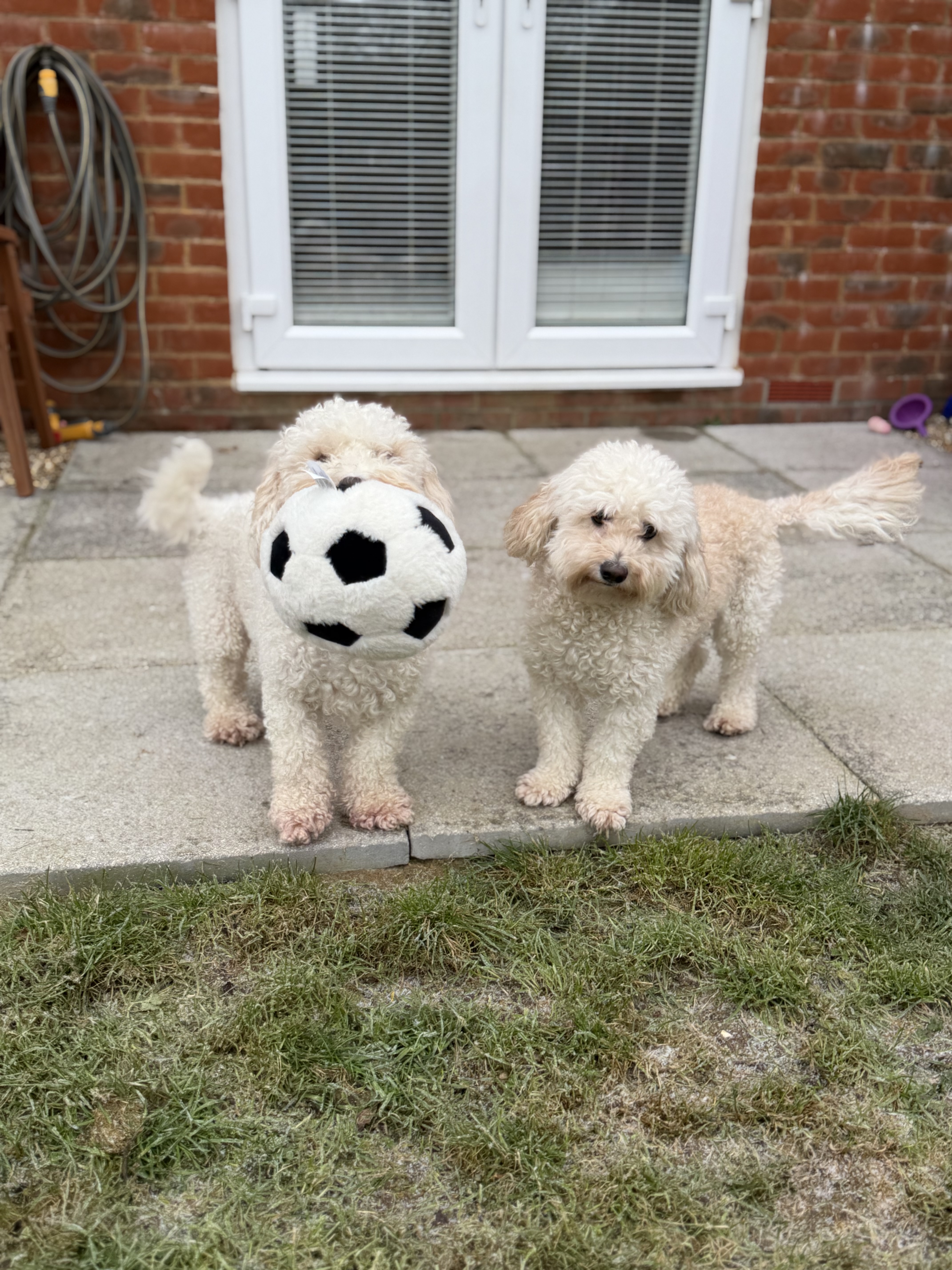 Pawventures Hero Image