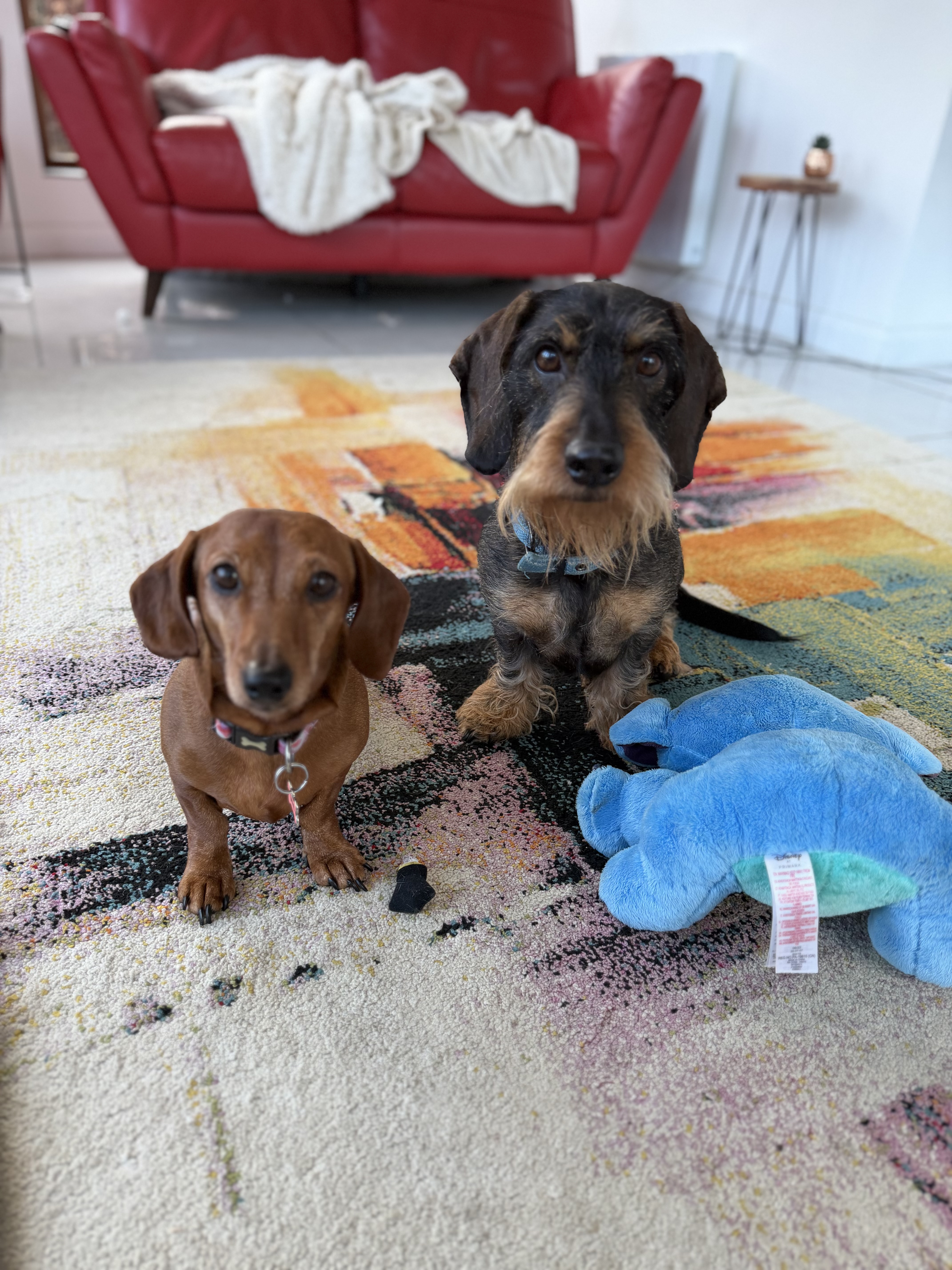 Pawventures Hero Image