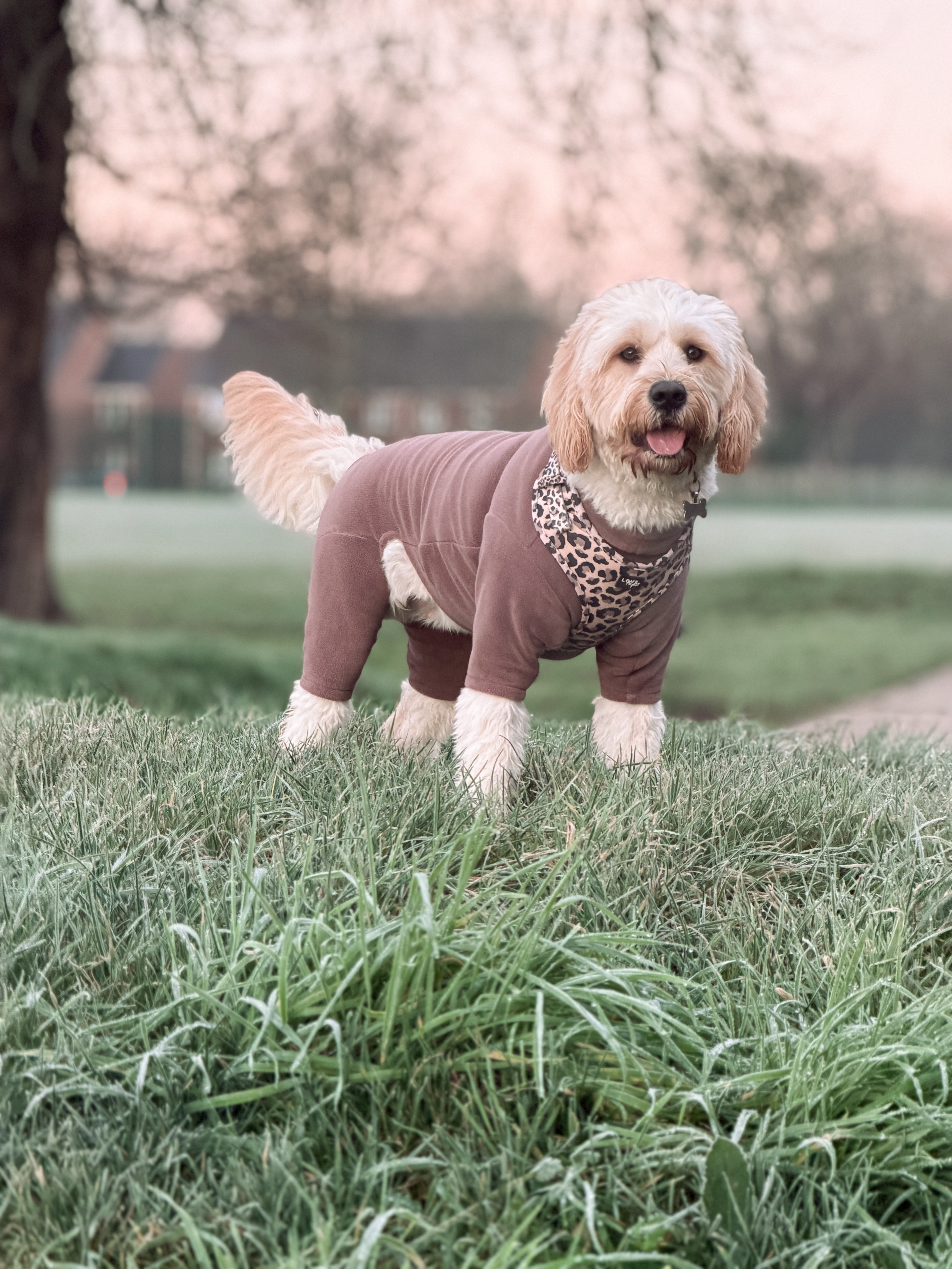 Pawventures Hero Image